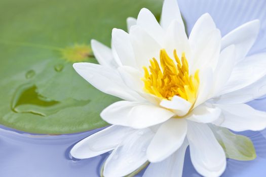 White lotus flower or water lily floating