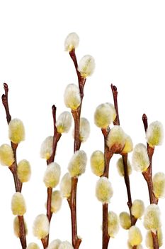 Spring Easter pussy willow branches isolated on white background