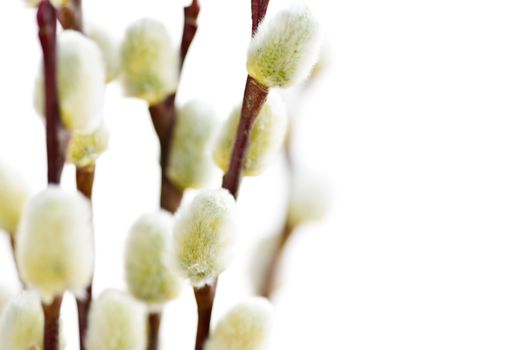 Spring Easter pussy willow branches isolated on white background