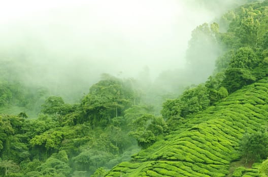 Morning fog over tea farm at Cameron Highland Malaysia