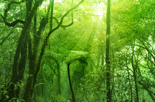 Mossy forest, cameron highlands Malaysia
