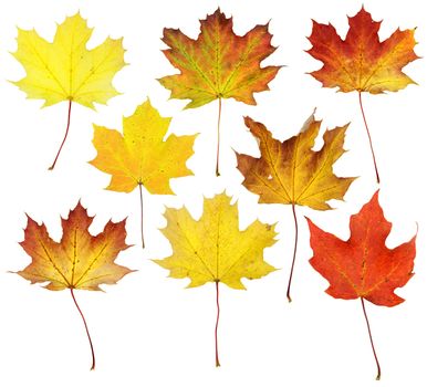 A collage of maple leaves in fall color isolated on a white background.
