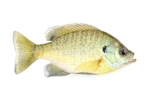 Freshwater Sunfish isolated on a white background.