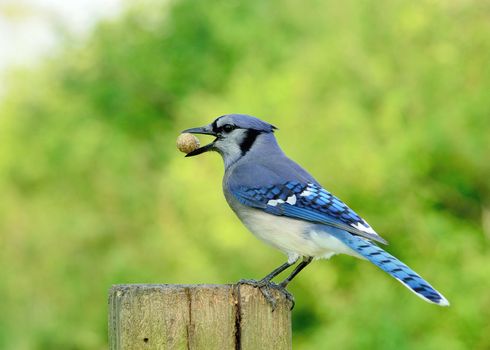 Blue Jay perched on a post eating peanuts.