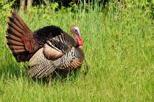 Wild Turkey strutting in the spring mating season for a female.