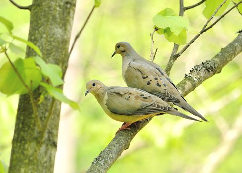 A pair of mourning doves perched on a tree branch.