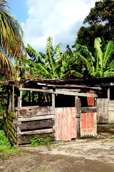 Caribbean shack on the island of Jamaica.