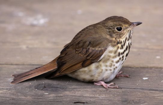 A Wood Thrush (Hylocichla mustelina) sitting on a deck.
