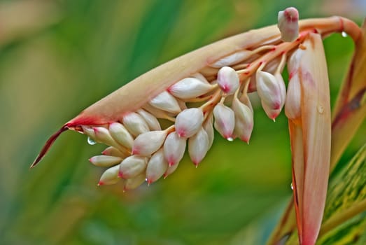 It's scientific name was called Alpinia zerumbet