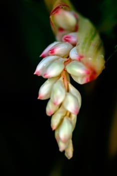 It's scientific name was called Alpinia zerumbet