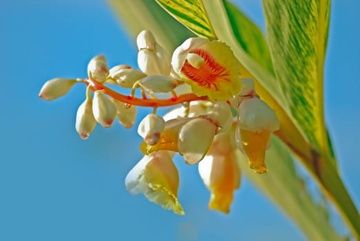 It's scientific name was called Alpinia zerumbet