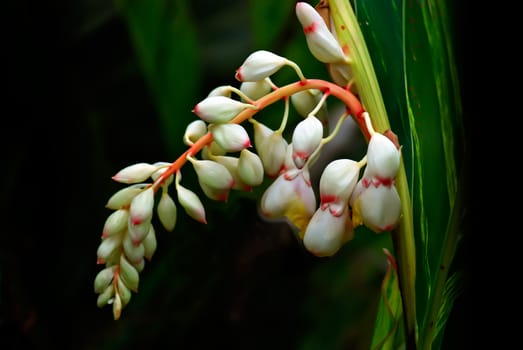 It's scientific name was called Alpinia zerumbet