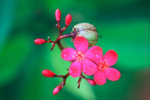 Red flowers and green fruit, the color contrast strongly