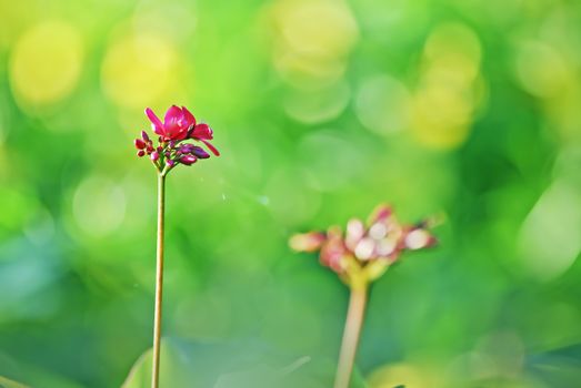 Red flowers and green fruit, the color contrast strongly