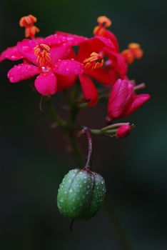Red flowers and green fruit, the color contrast strongly