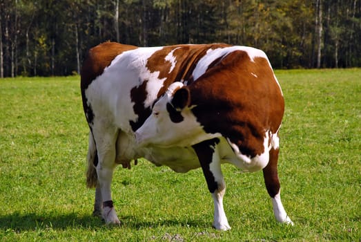 Full portrait of pregnant brown cow feeling the calf