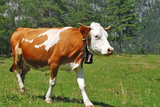 Cow Brown and white walking on alps