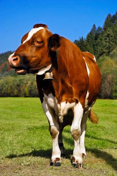Full portrait of brown and white cow standing