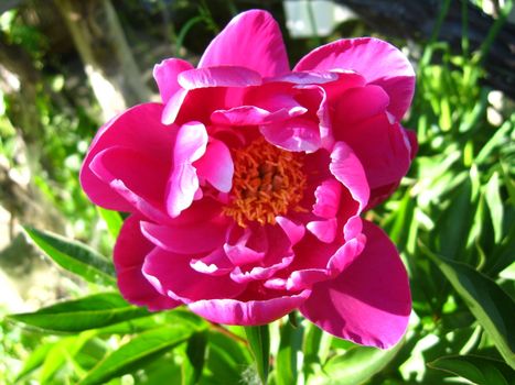 the image beautiful pink flower of peony