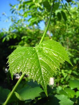 Image of green and young leaf of grapes