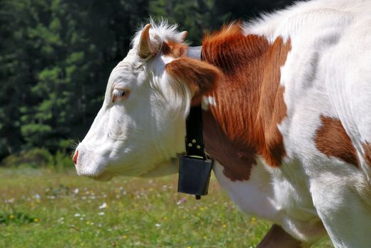Brown and white head's cow with bell