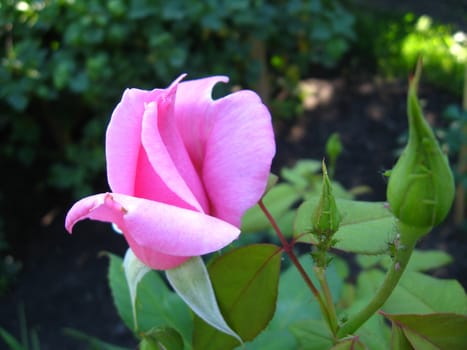 a beautiful flower of gentle red  rose