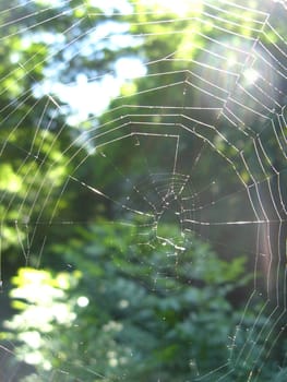 Transparent and beautiful web in a green forest