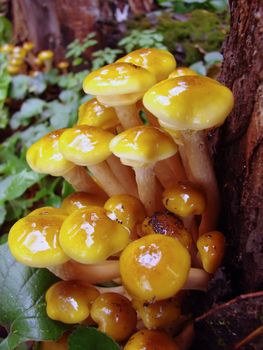 Close up of yellow mushrooms in the woods