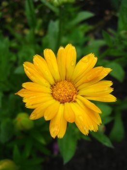 the beautiful flower of yellow calendula after rain
