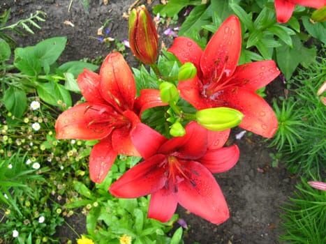 Drops of water on the redheaded lilies after a rain