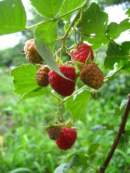 the bunch of red ripe and tasty raspberry