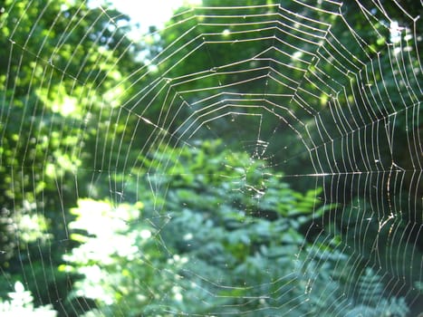 Transparent and beautiful web in a green forest