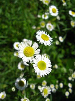 flower-bed in the garden with beautiful white chamomiles
