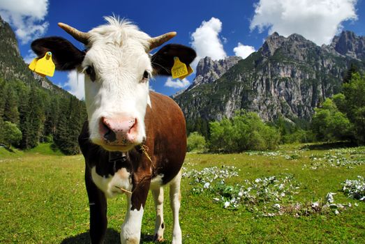 Courious Brown and white Calf on alps