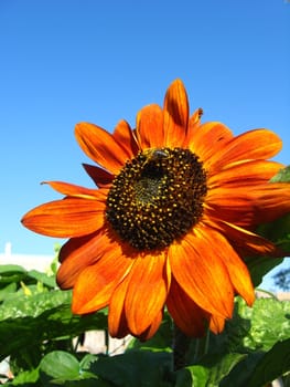 a little bee on the beautiful sunflower