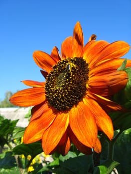 a little bee on the beautiful sunflower