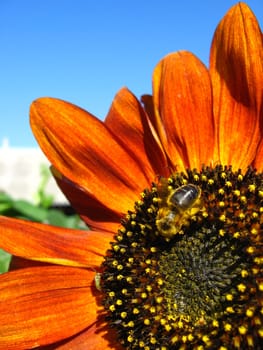 a little bee on the beautiful sunflower