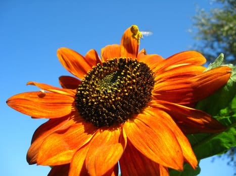 a little bee on the beautiful sunflower