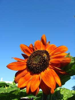 a little bee on the beautiful sunflower