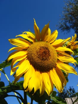 beautiful green sunflower on the blue sky background