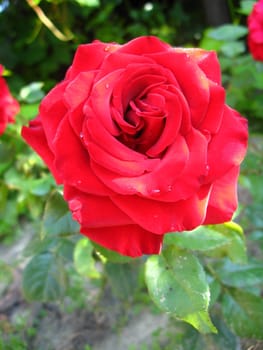 a beautiful flower of gentle red  rose