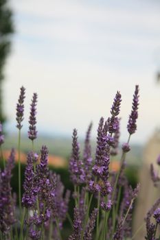 Lavender plant, growing in the Provence, France