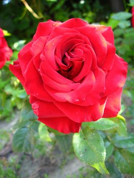 a beautiful flower of gentle red  rose