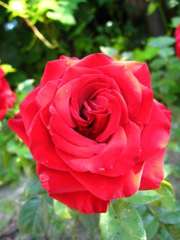 a beautiful flower of gentle red  rose
