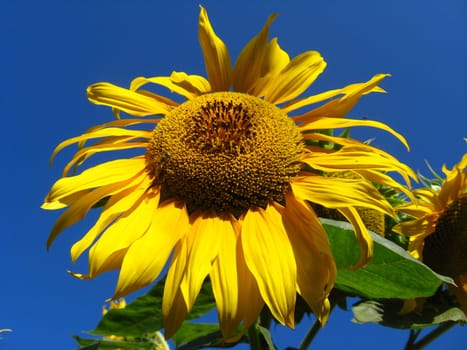 beautiful green sunflower on the blue sky background