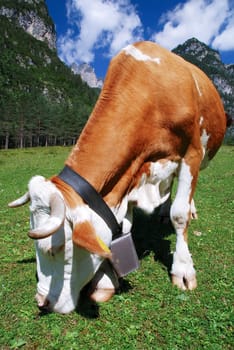 Cow brown and white eating on alps vertical
