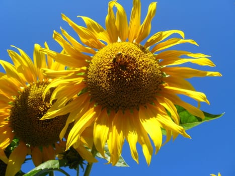 beautiful green sunflower on the blue sky background