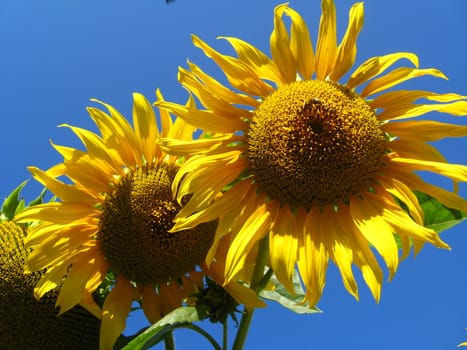 beautiful green sunflower on the blue sky background