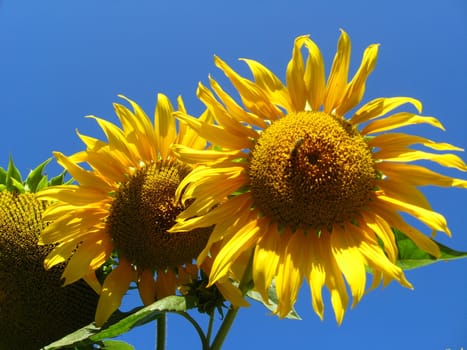 beautiful green sunflower on the blue sky background