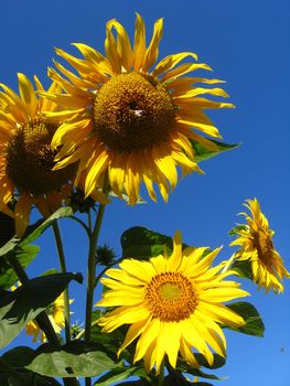 beautiful green sunflower on the blue sky background